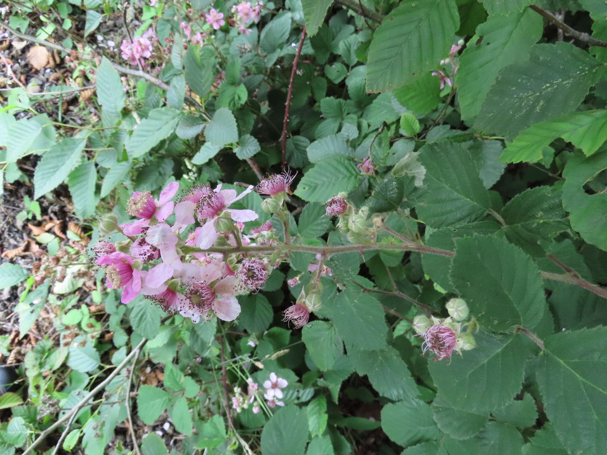 Слика од Rubus vestitus Weihe & Nees