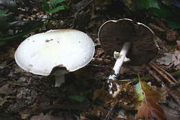 Imagem de Agaricus sylvicola