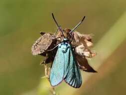 Image of sloe bug