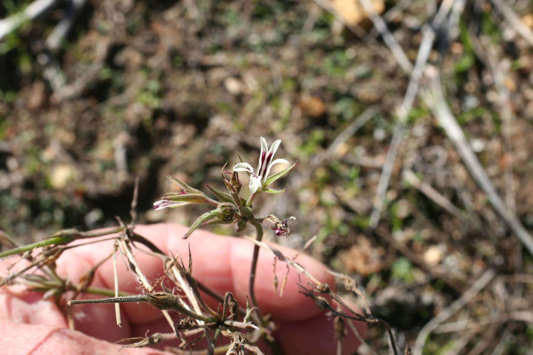 Image of Pelargonium leptum L. Bolus