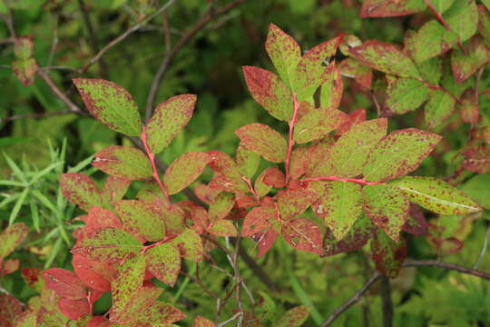 Vaccinium smallii A. Gray resmi