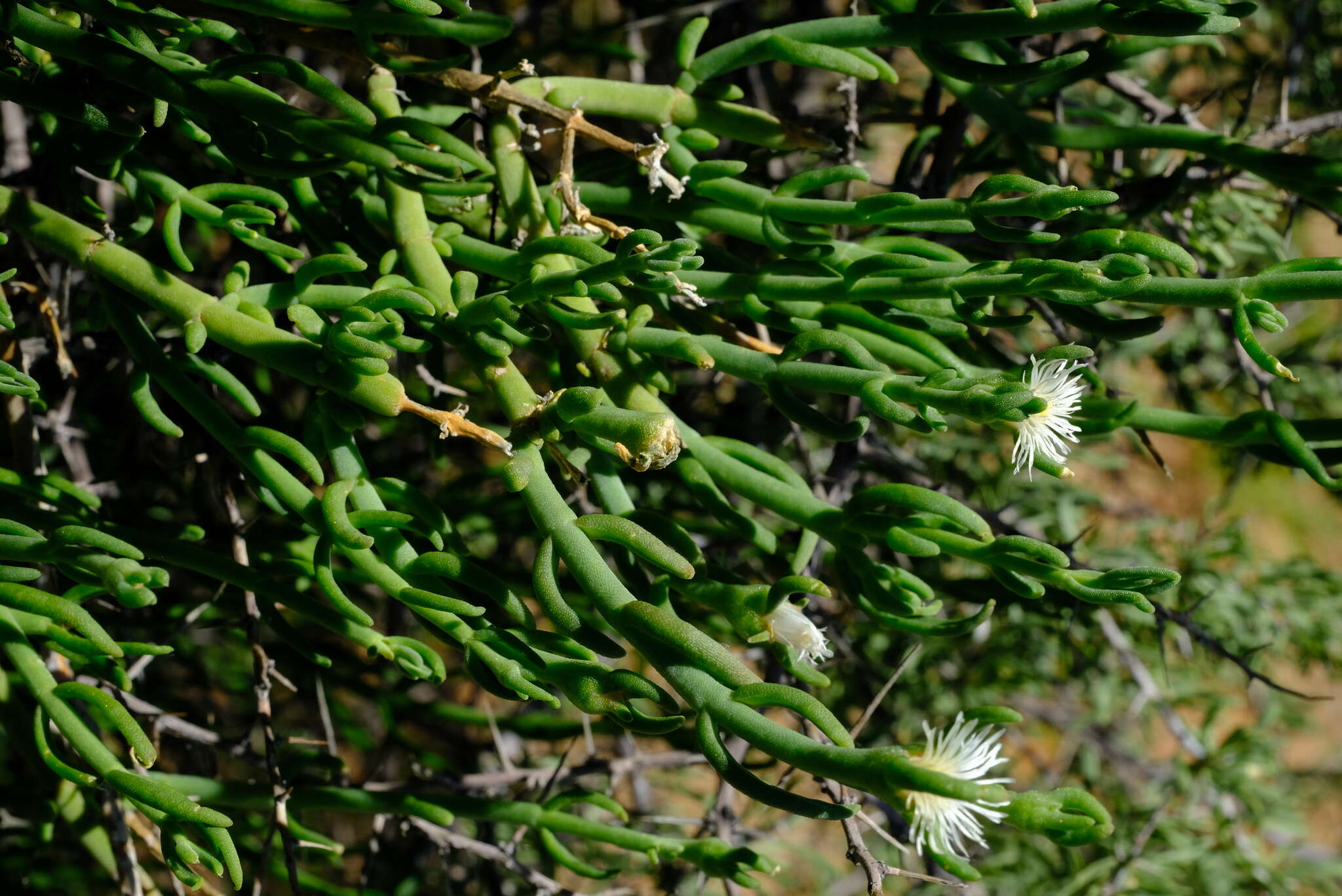 Image of Mesembryanthemum coriarium Burch. ex N. E. Br.