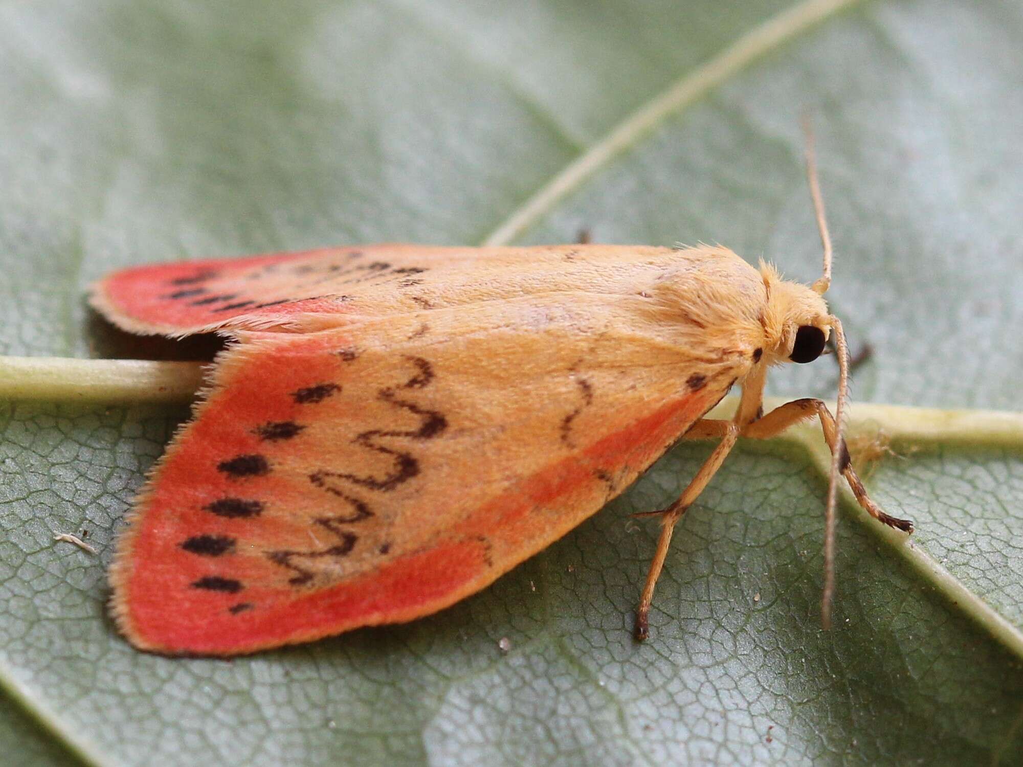 Image of rosy footman