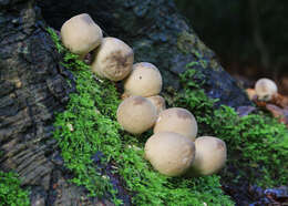 Imagem de Lycoperdon pyriforme Schaeff. 1774