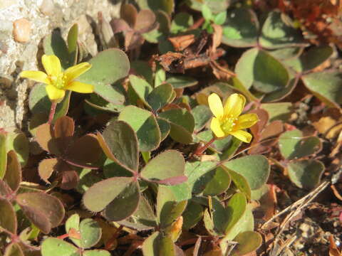 Image of creeping woodsorrel