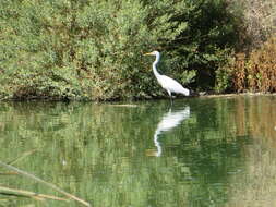 Image of Great Egret