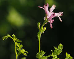 Image of Fumaria judaica Boiss.