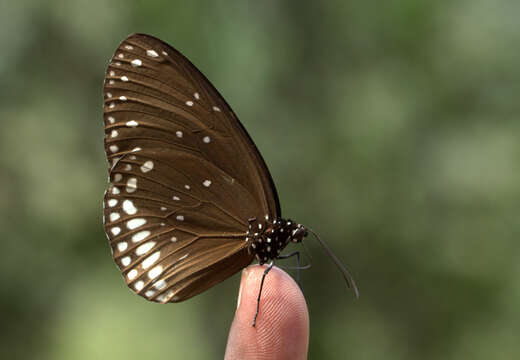 Image of Euploea sylvester Fabricius 1793