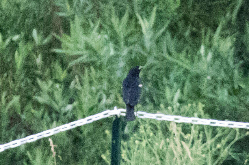 Image of Tricolored Blackbird