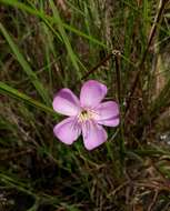 Pterogastra divaricata (Bonpl.) Naud.的圖片