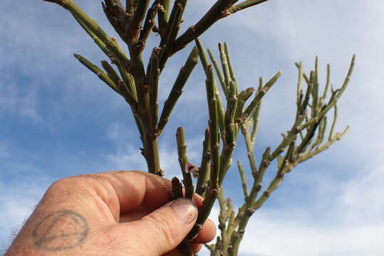 Image of Carmichaelia crassicaulis subsp. crassicaulis