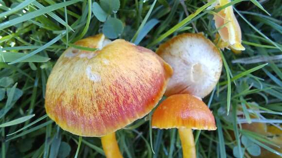 Image of Hygrocybe constrictospora Arnolds 1985