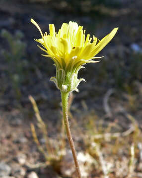 Image de Malacothrix glabrata (D. C. Eat. ex Gray) A. Gray