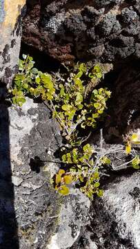 Image of Myrsine nummularia (Hook. fil.) Hook. fil.