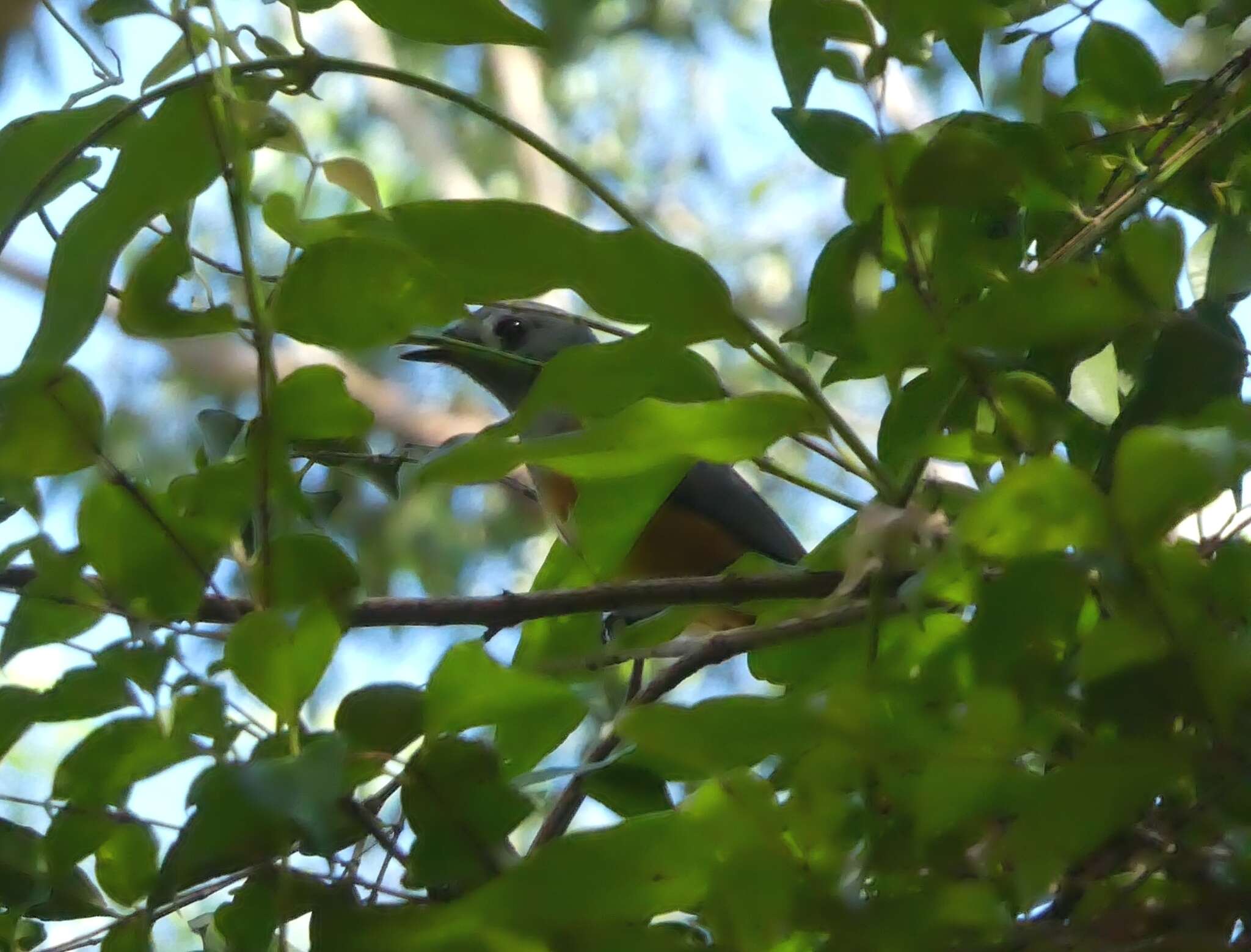 Image of Black-faced Monarch