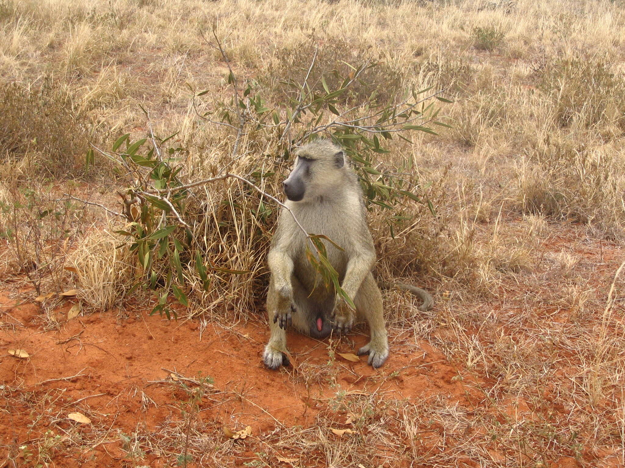 Image of Yellow Baboon