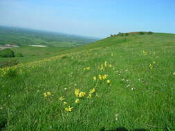 Image of Cowslip