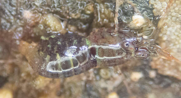 Image of Puget Sound coastal shrimp