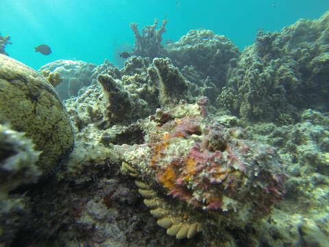 Image of Reef stonefish