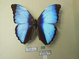 Image of Morpho deidamia Hübner 1816