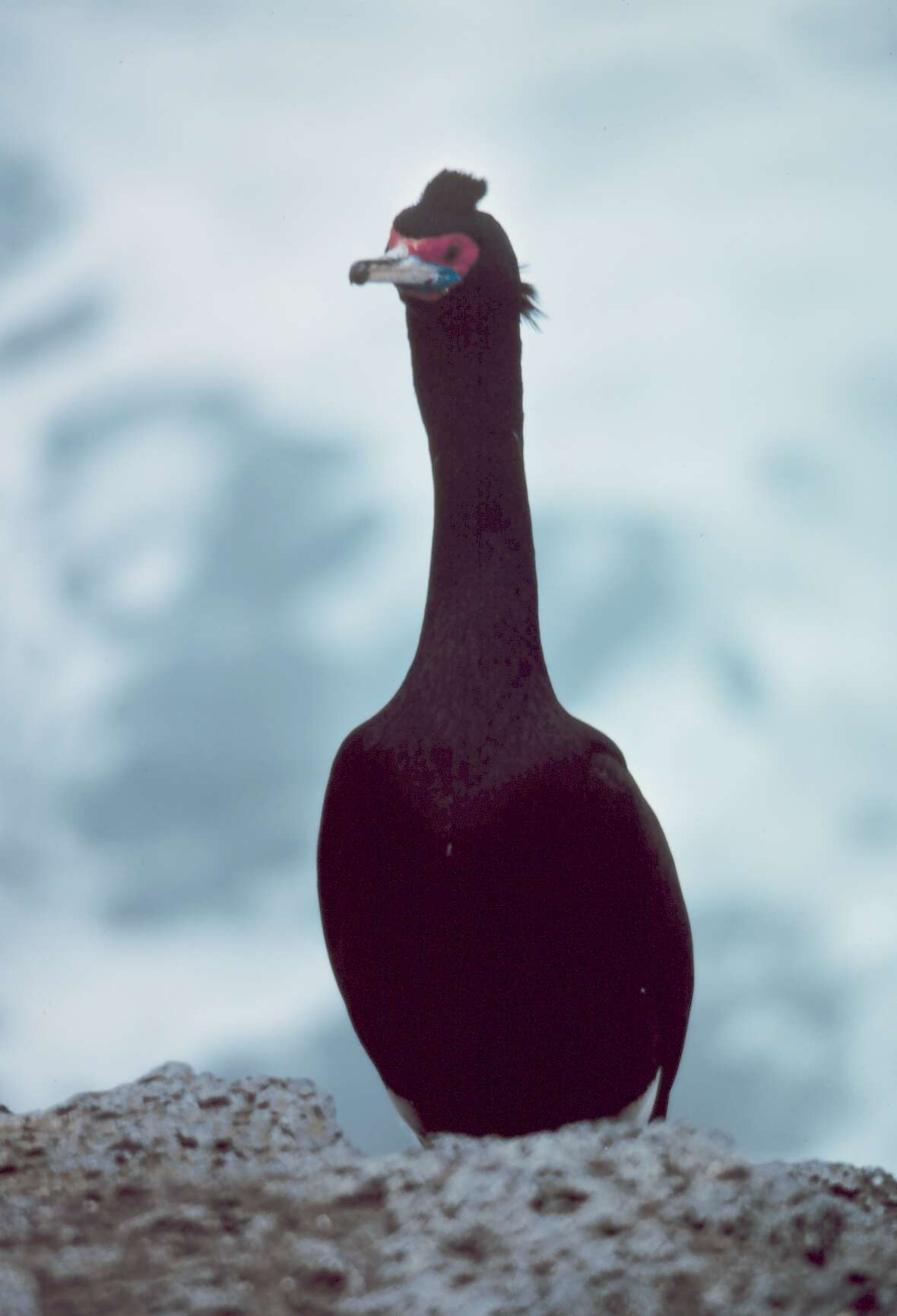 Image of Red-faced Cormorant