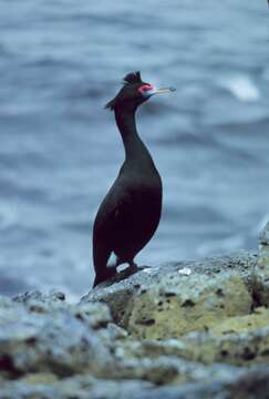 Image of Phalacrocorax Brisson 1760