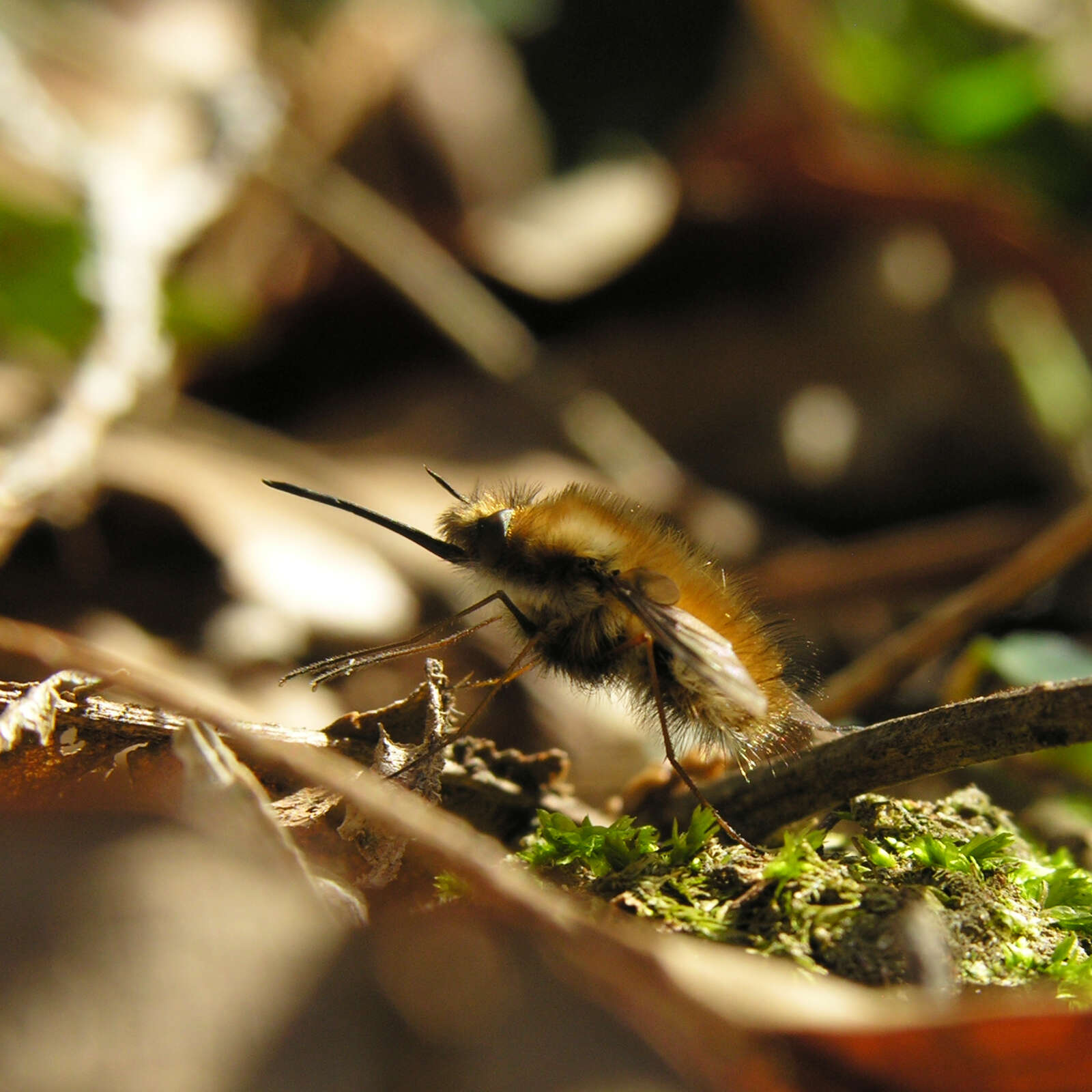 Image of Large bee-fly