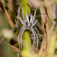 Image de Thanatus arenarius L. Koch 1872