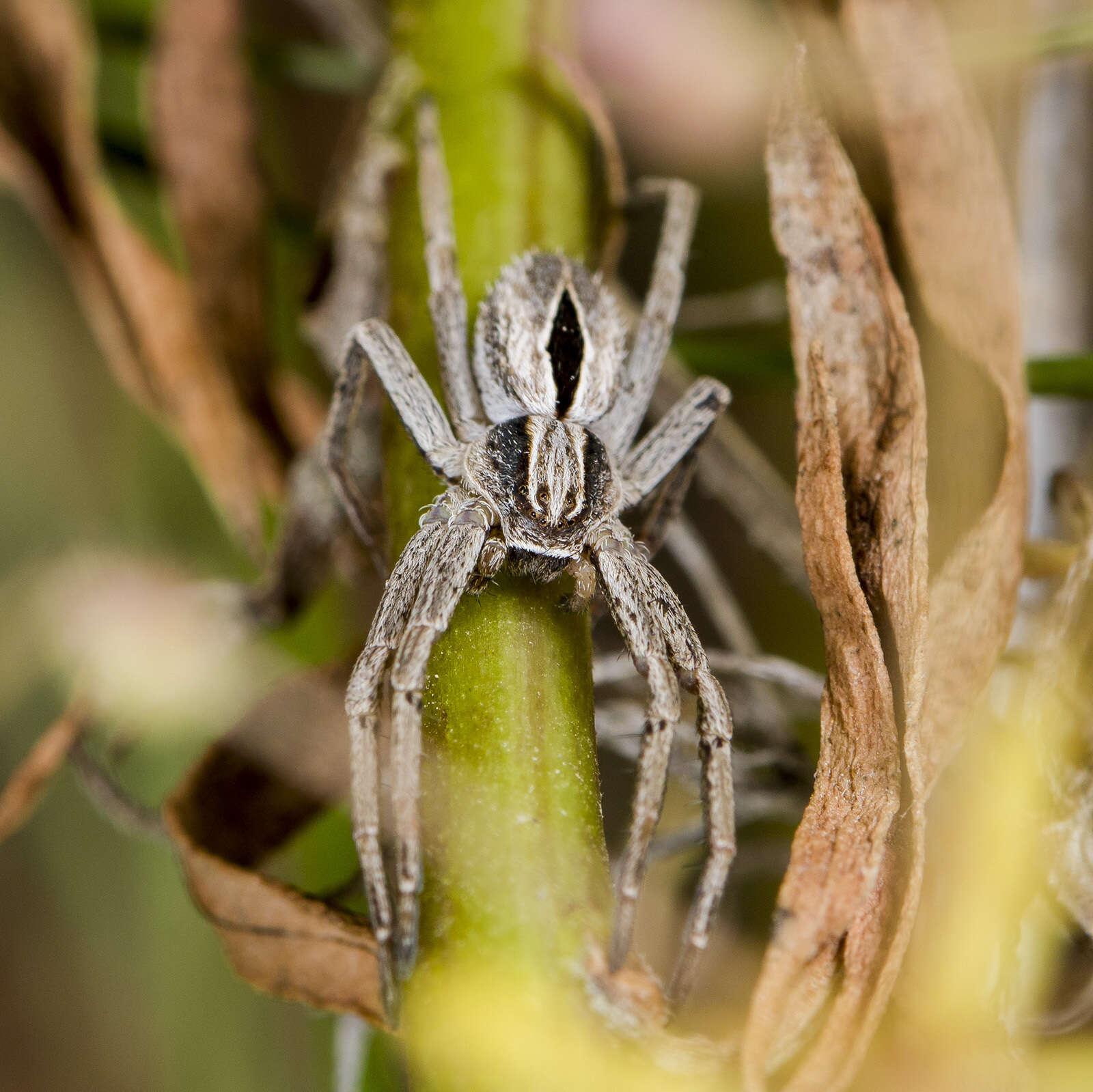 Image de Thanatus arenarius L. Koch 1872