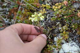 Image of Lapland lousewort