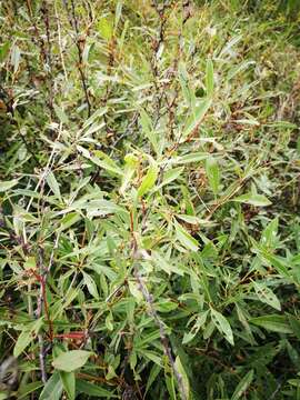 Imagem de Prunus tenella Batsch