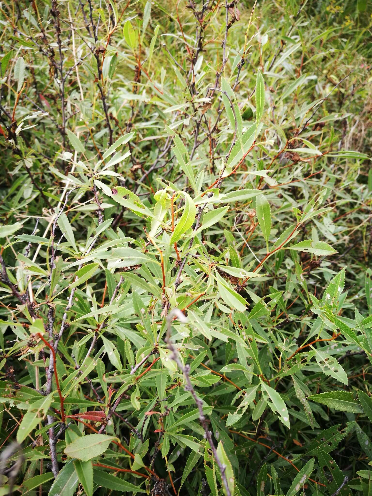 Image of dwarf Russian almond