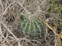 Image of Echinopsis leucantha (Gillies ex Salm-Dyck) Walp.