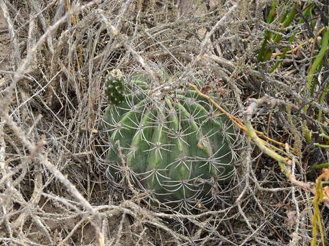 Echinopsis leucantha (Gillies ex Salm-Dyck) Walp. resmi