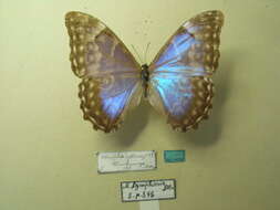 Imagem de Morpho lympharis Butler 1873