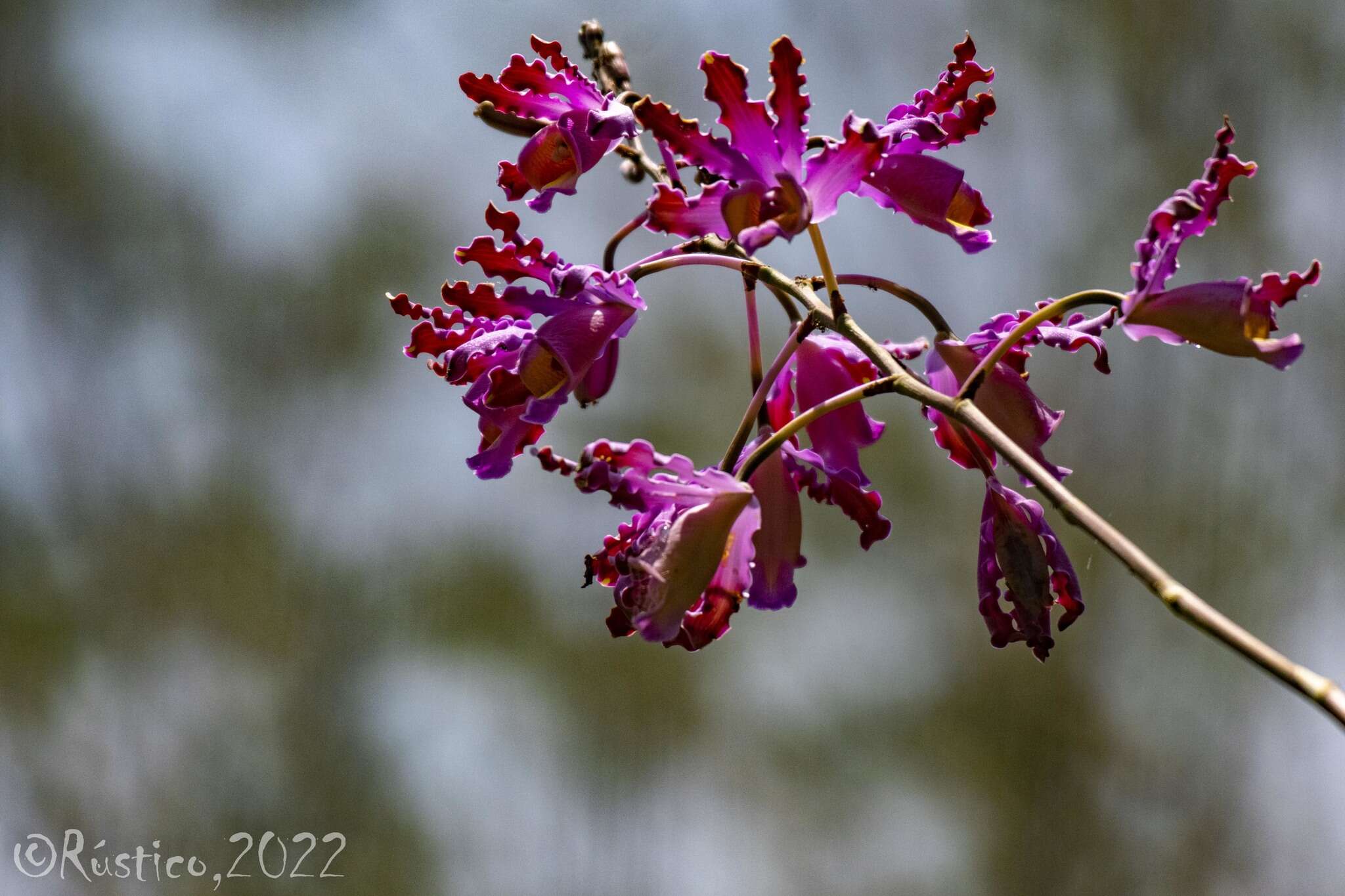 Plancia ëd Myrmecophila grandiflora (Lindl.) Carnevali, J. L. Tapia & I. Ramírez