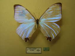 Imagem de Morpho lympharis Butler 1873