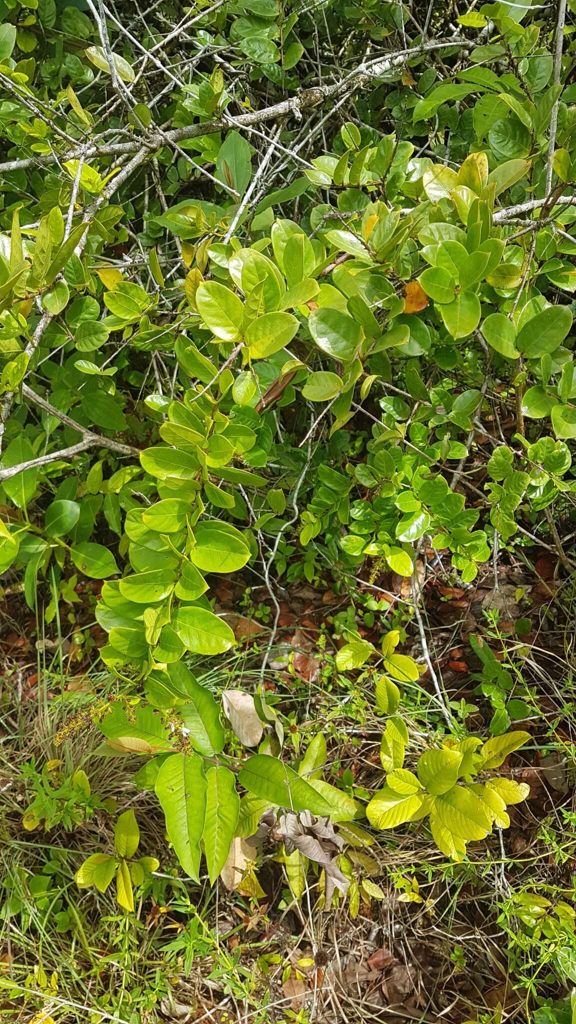 Image of Hirtella paniculata Sw.