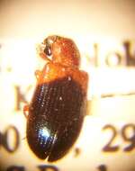 Image of Redshouldered ham beetle