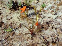 Tricliceras longepedunculatum (Mast.) R. B. Fernandes resmi