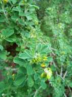 Image of Medicago arborea subsp. arborea