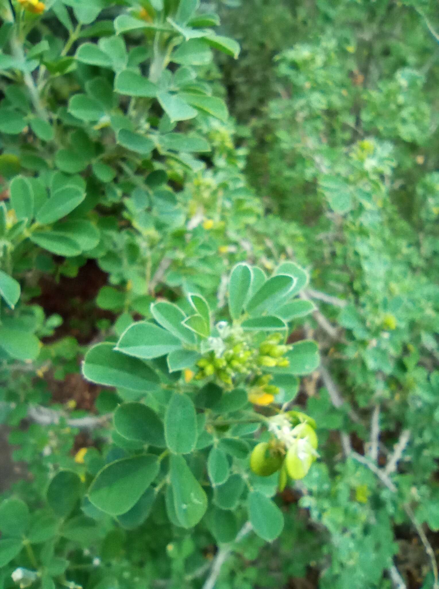 Image of Medicago arborea subsp. arborea