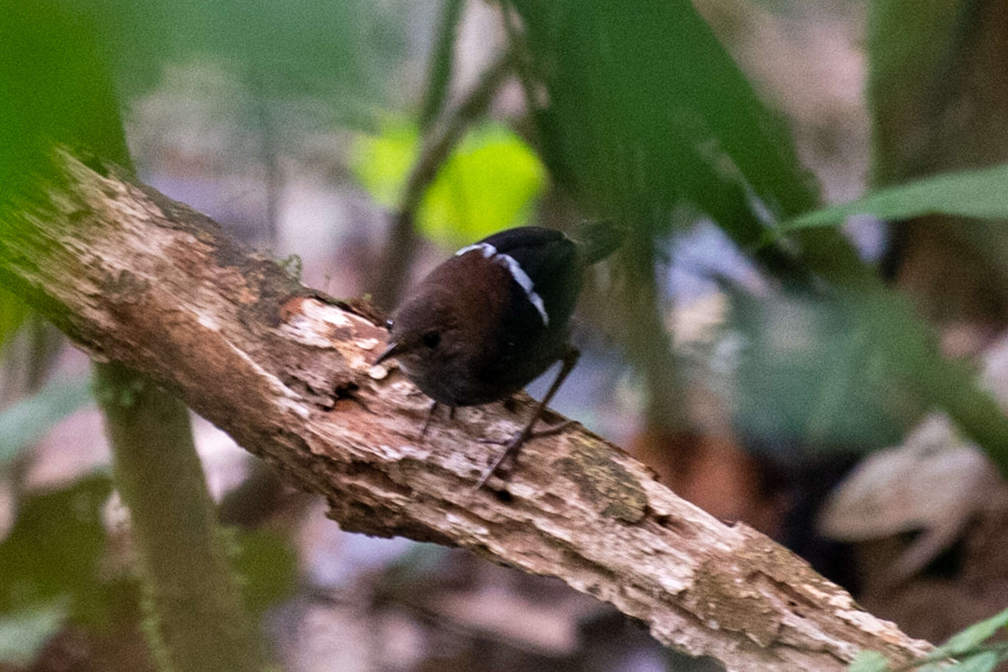Image of Wing-banded Wren