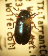 Image of Redlegged ham beetle