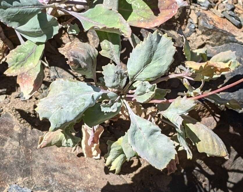 Plancia ëd Streptanthus fenestratus (Greene) J. T. Howell