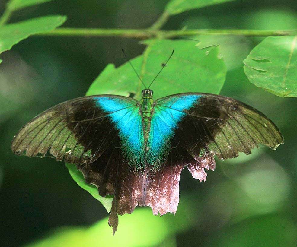 Image de Papilio peranthus Fabricius 1787