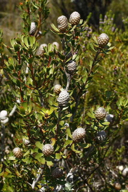 Imagem de Leucadendron muirii Phillips