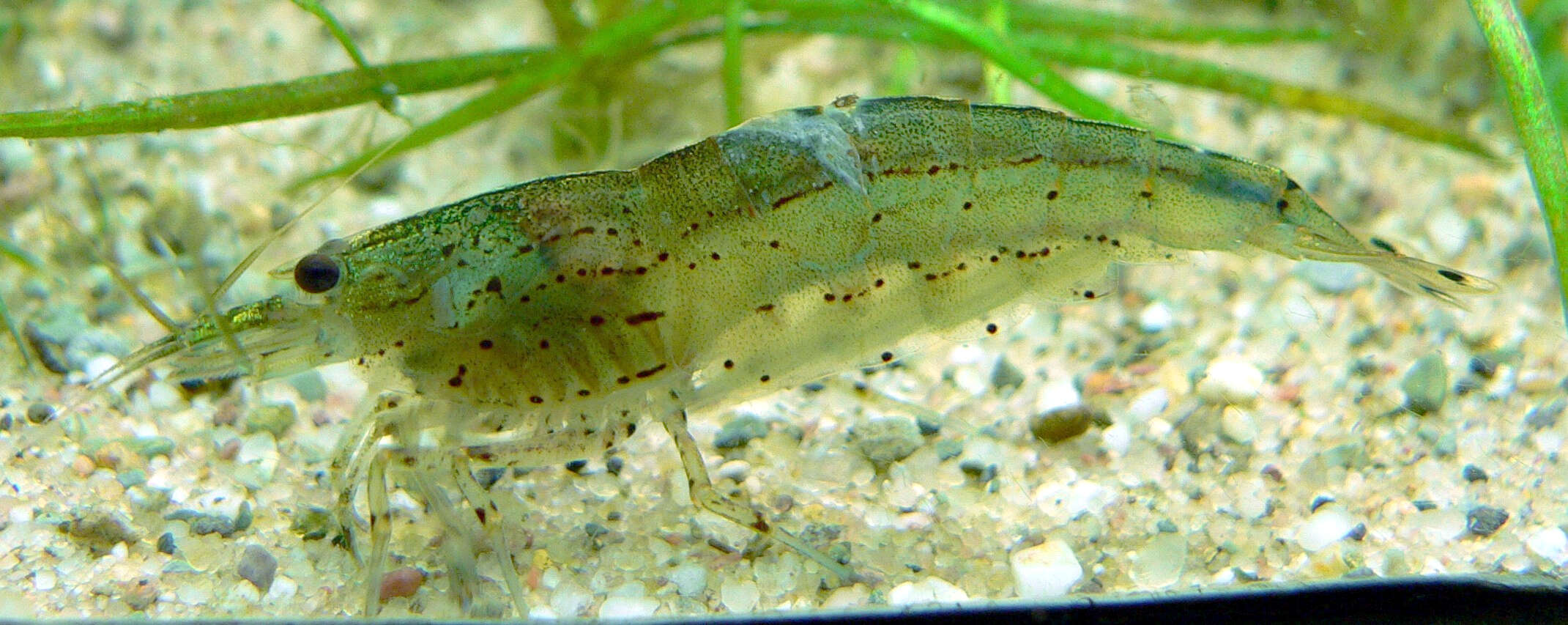 Image of Caridina multidentata