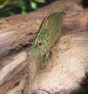 Image of Caridina multidentata