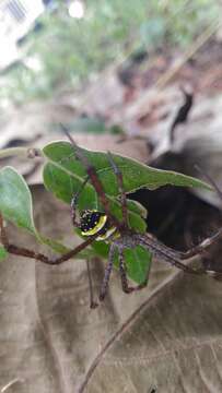 Image of Argiope pulchella Thorell 1881